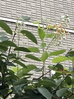 2018年７月２８日.jpg