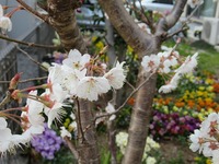 ２０１９年３月１７日サクランボの花.jpg