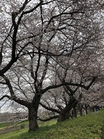 2019年3月29日さくら土手.jpg