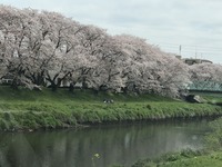 s-2020年3月28日北越谷桜 (1).jpg